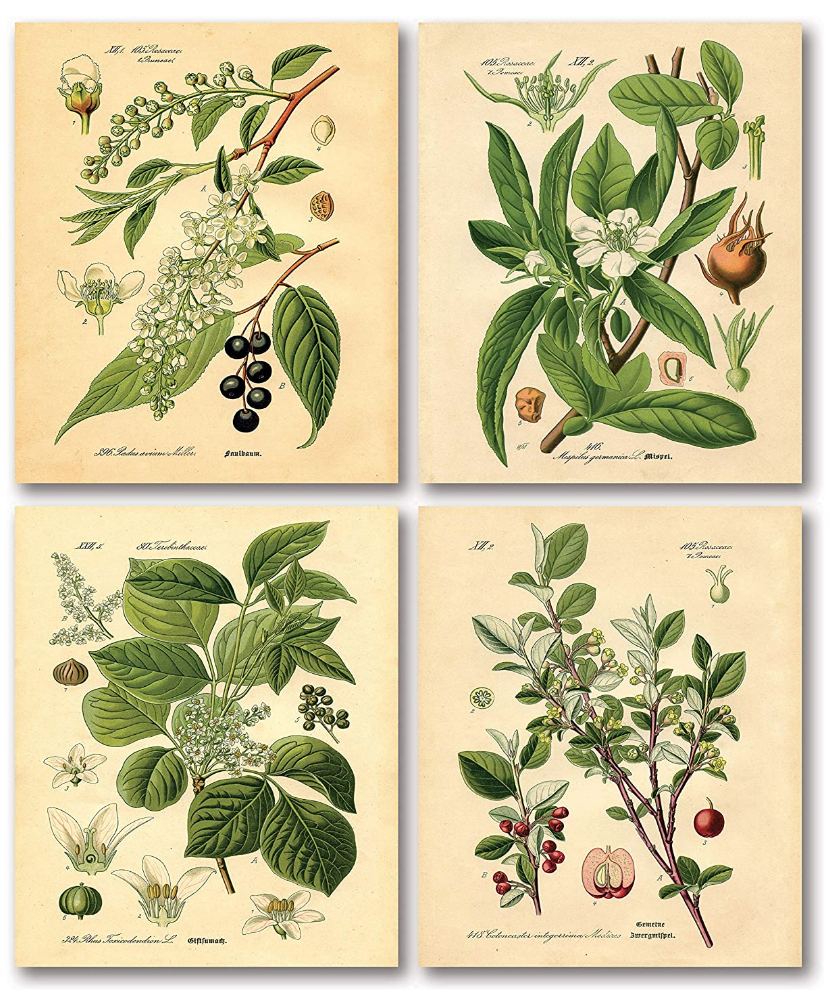 Set of 4 vintage-style botanical prints on The Ultimate Witchy Gift Guide by Happy As Annie