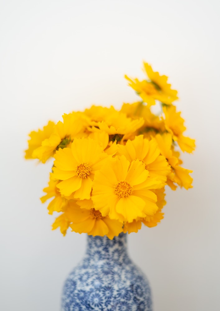 yellow flowers in blue and white vase