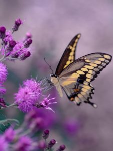 Yellow and black butterfly hovering over purple flowers