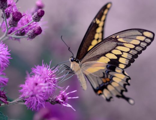Yellow and black butterfly hovering over purple flowers