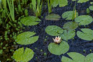 Lotus flower and lily pads in water with rain pouring down