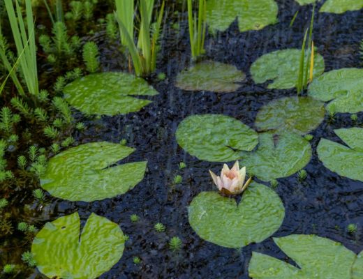Lotus flower and lily pads in water with rain pouring down