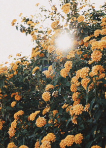 YELLOW FLOWERS IN SUN