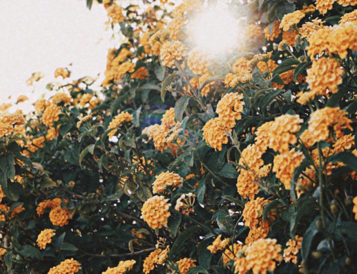 YELLOW FLOWERS IN SUN